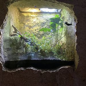 Mundo Maya - Hernandez Helmeted Basilisk Terrarium