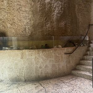 Mundo Maya - Axolotl Exhibit