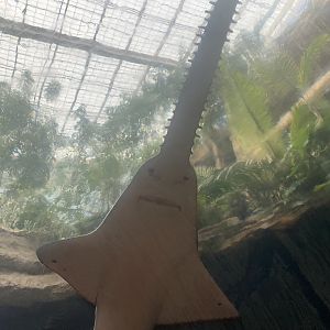 Freshwater Sawfish