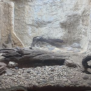 Mundo Maya - Mexican Bearded Lizard + Neotropical Rattlesnake Exhibits