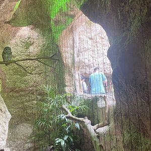 Mundo Maya - Barred Owl Exhibit