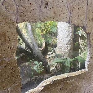 Mundo Maya - Marine Toad Terrarium