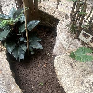 Mundo Maya - Painted Wood Turtle Exhibit
