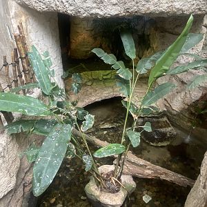 Mundo Maya - Morelet’s Crocodile Exhibit