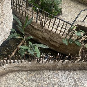 Mundo Maya - Morelet’s Crocodile Exhibit
