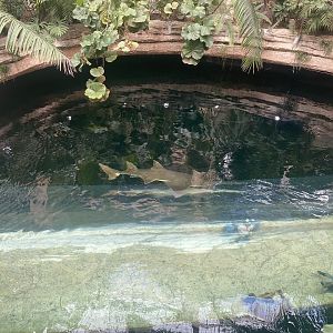 Mundo Maya - Cenote Tank