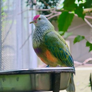 Mariana Fruit Dove (Ptilinopus roseicapilla)