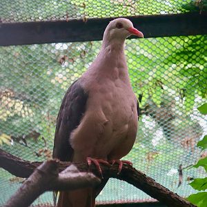 Pink Pigeon (Nesoenas mayeri)