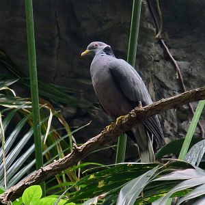 Southern Band-Tailed Pigeon (Patagioenas albilinea)