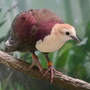 White-Throated Ground Dove (Pampusana xanthonura)
