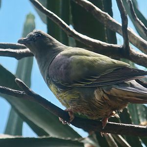 Bruce's Green Pigeon (Treron waalia)