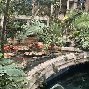 Mundo Maya - American Flamingo Exhibit