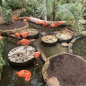Mundo Maya - American Flamingo Exhibit