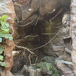 Southern Africa - Fischer’s Turaco Exhibit