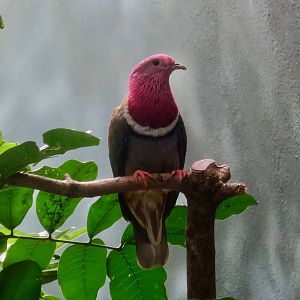 Pink-Headed Fruit Dove (Ptilinopus porphyreus)