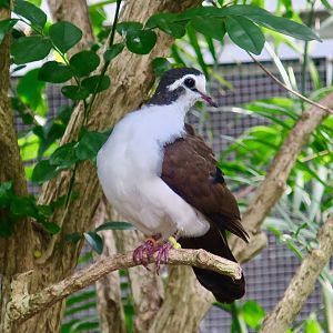 Tambourine Dove (Turtur tympanistria)