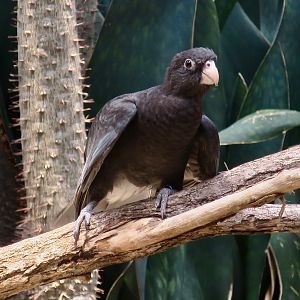 Lesser Vasa (Coracopsis nigra)