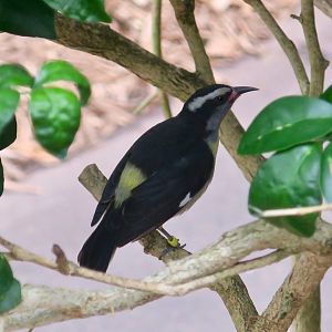 Haitian Bananaquit (Coereba flaveola bananivora)