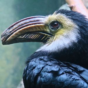 Sulawesi Hornbill (Rhabdotorrhinus exarhatus)