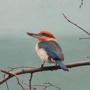 Guam Kingfisher (Todiramphus cinammominus)