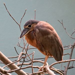 Boat-Billed Heron (Cochlearius cochlearius)