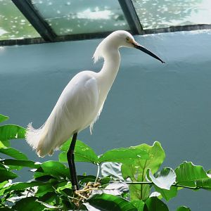 Snowy Egret (Egretta thula)