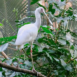African Spoonbill (Platalea alba)
