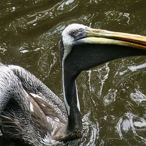 Peruvian Pelican (Pelecanus thagus)