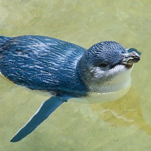 Australian Little Penguin (Eudyptula novaehollandiae)