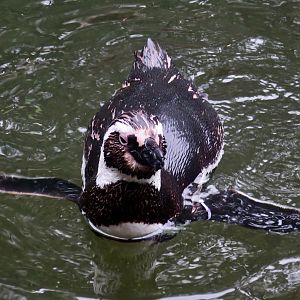 Magellanic Penguin (Spheniscus magellanicus)