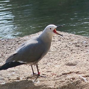 Grey Gull (Leucophaeus modestus)