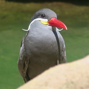 Inca Tern (Larosterna inca)