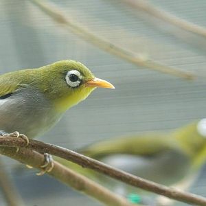 Wangi-Wangi White-eye