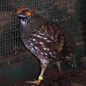 Common hill partridge (Arborophila torqueola)