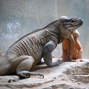 Rhinoceros Iguana