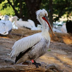 Dalmatian Pelican
