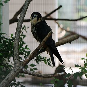 Eurasian Hobby