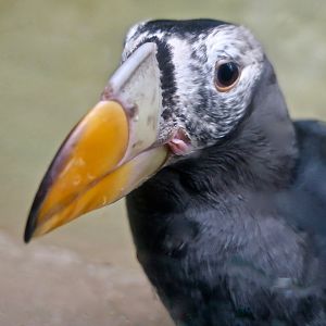 Tufted Puffin (Fratercula cirrhata)