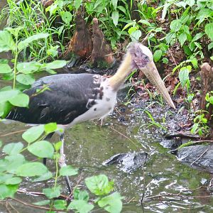 Lesser Adjutant (Leptoptilos javanicus)