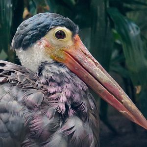 Storm's Stork (Ciconia stormi)