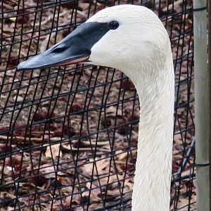 Trumpeter Swan (Cygnus buccinator)