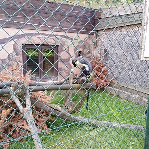 Diana monkey - Cercopithecus diana