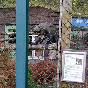 Debrazza guenon - Cercopithecus neglectus