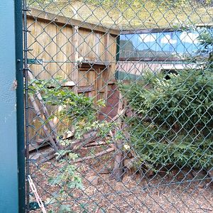 Amur leopard cat enclosure