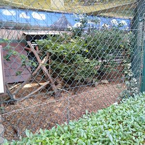 Amur leopard cat enclosure