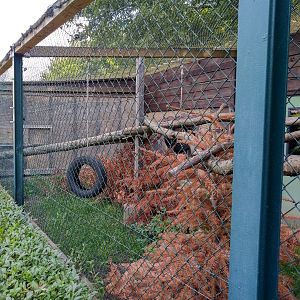 Debrazza guenon enclosure