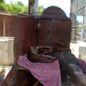 Geoffroy's cat - Leopardus geoffroyi