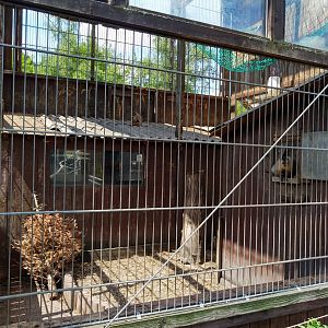 Bearded capuchin enclosure