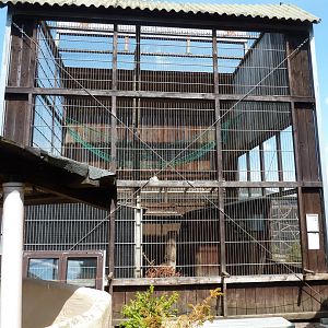 Bearded capuchin enclosure