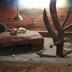 Tropenhalle - Fennec fox - Vulpes zerda